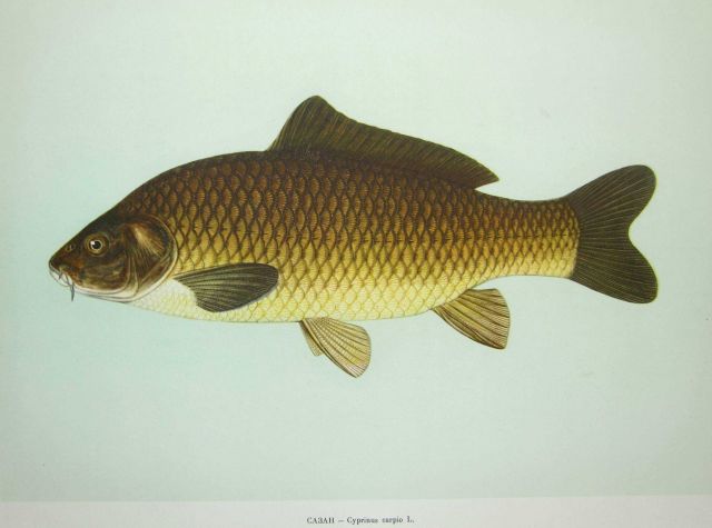 Plate 136 Picture