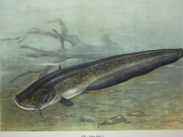 Plate 142 Picture