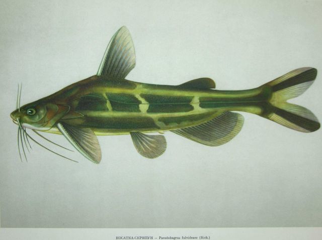 Plate 144 Picture