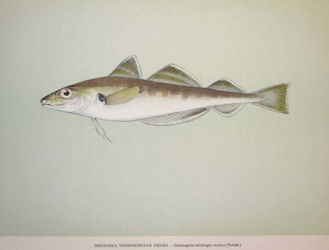 Plate 156 Picture