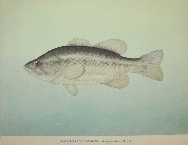 Plate 170 Picture