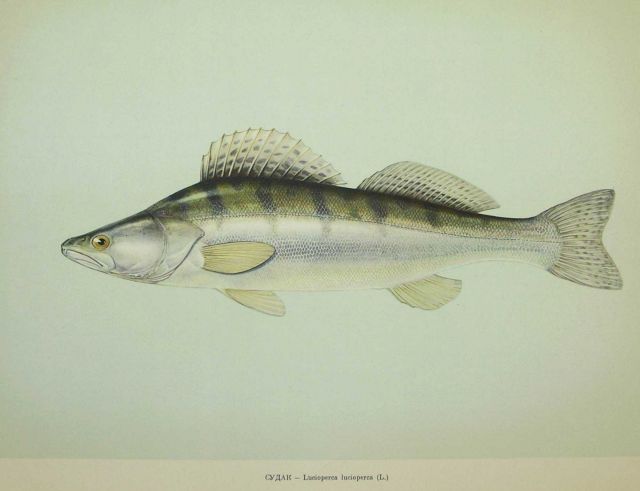 Plate 171 Picture