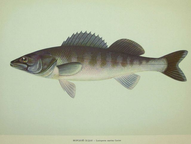 Plate 173 Picture