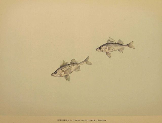 Plate 176 Picture