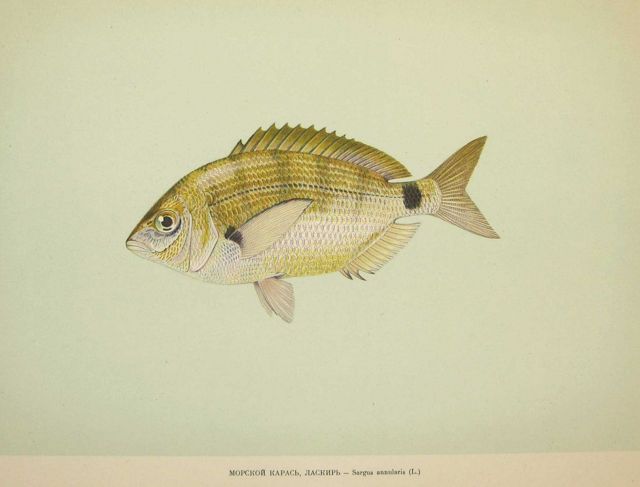 Plate 183 Picture