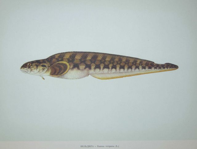 Plate 190 Picture