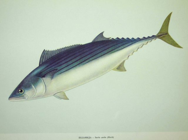 Plate 195 Picture