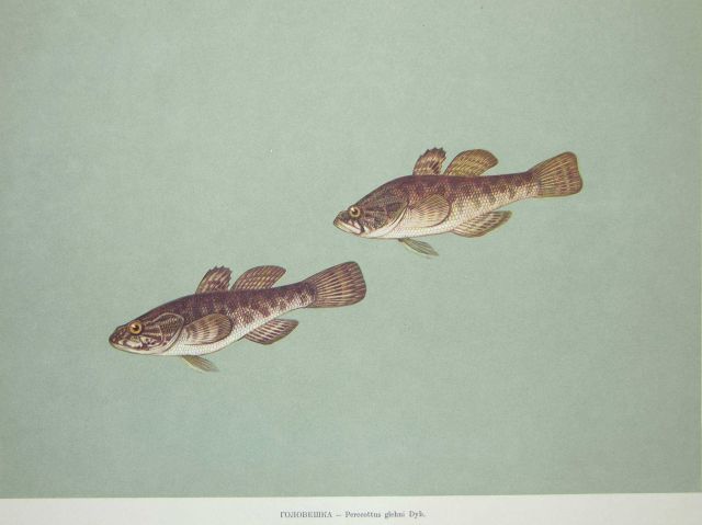 Plate 196 Picture