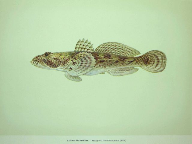 Plate 199 Picture
