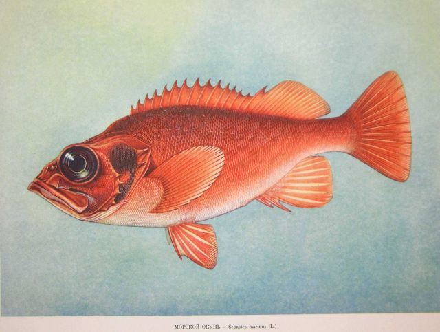 Plate 201 Picture