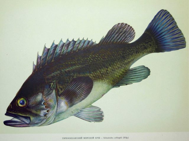 Plate 202 Picture