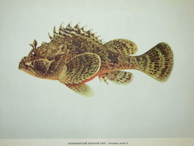 Plate 203 Picture