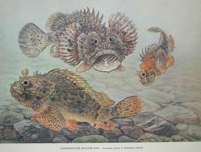 Plate 204 Picture