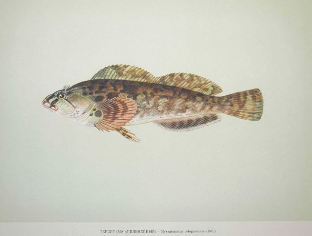 Plate 205 Picture