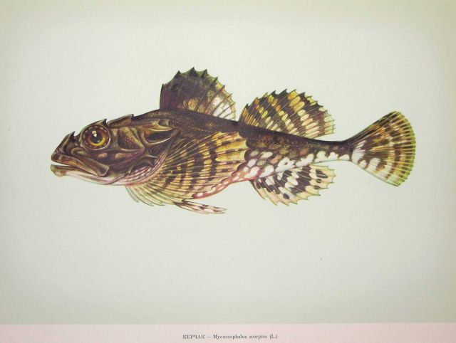 Plate 207 Picture