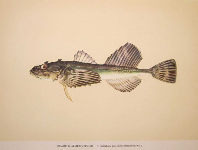 Plate 208 Picture