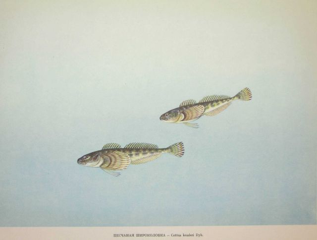 Plate 209 Picture