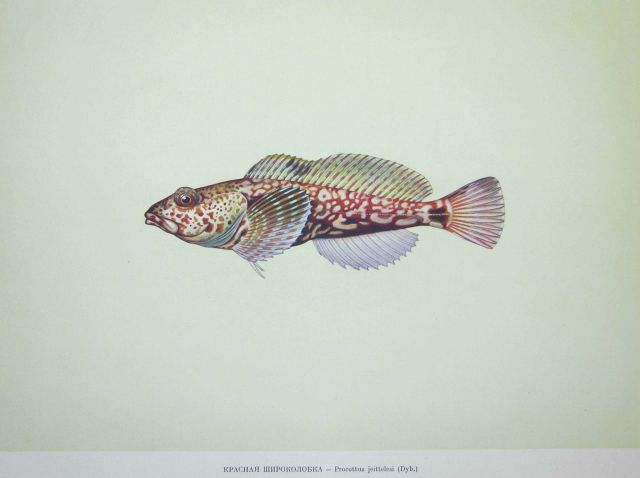 Plate 210 Picture