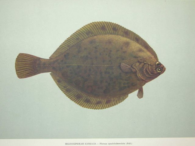 Plate 225 Picture
