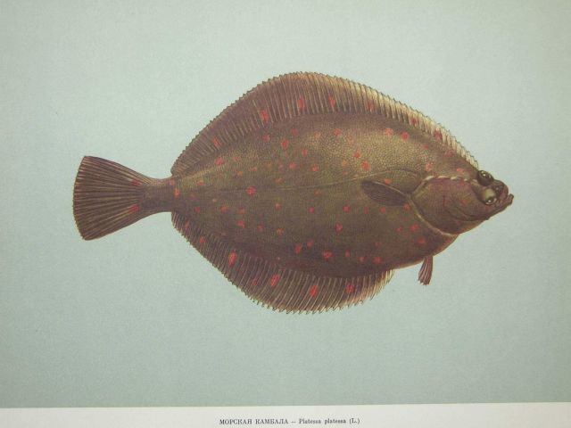 Plate 226 Picture