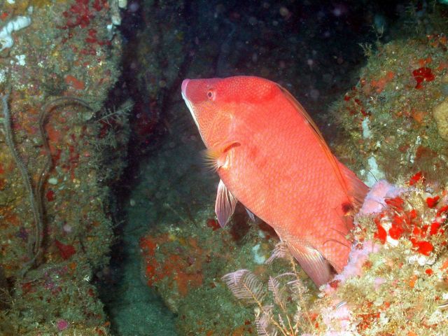 A hogfish on a ledge. Picture