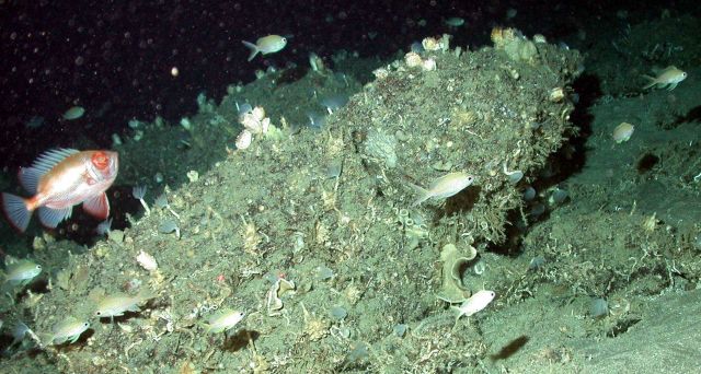 A short big eye and anthiids. Picture