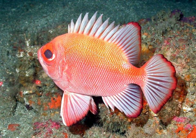 A short bigeye (Pristigenys alta) Picture