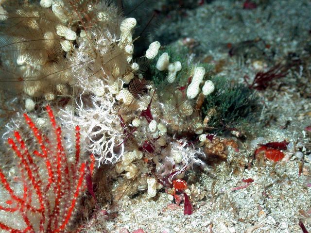 Soft corals and peanut-like lifeform on the bottom. Picture
