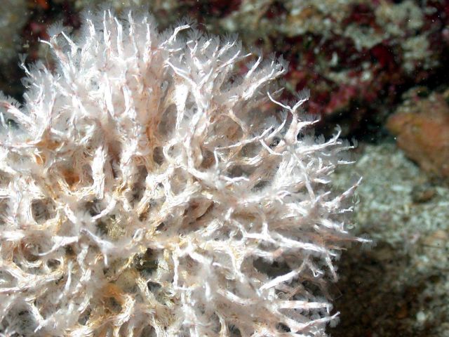 A colonial polychaete worm. Picture
