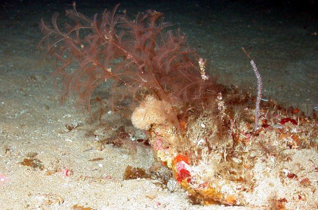 Feather dusters. Picture