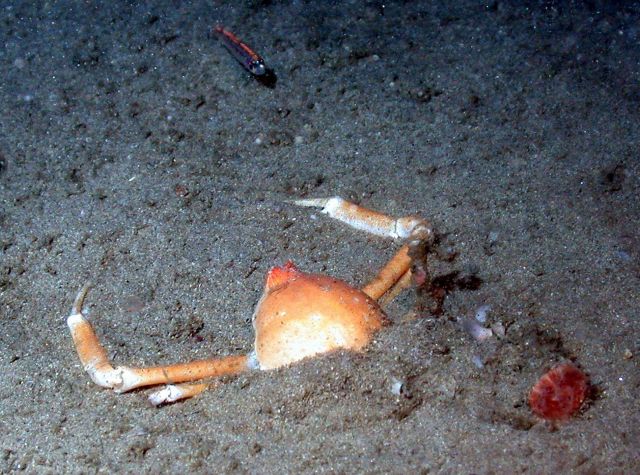 A small fish confronting a large crab. Picture