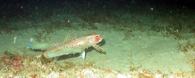 A flying gurnard. Picture