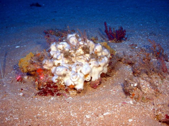 A sponge. Picture
