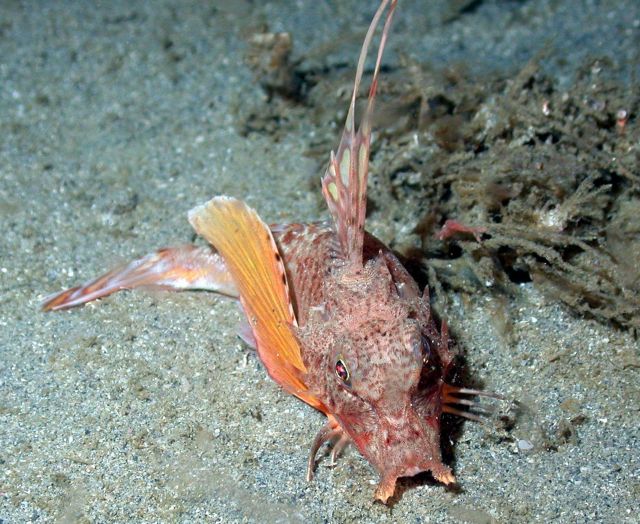 Horned sea robin (Bellator militaris) Picture