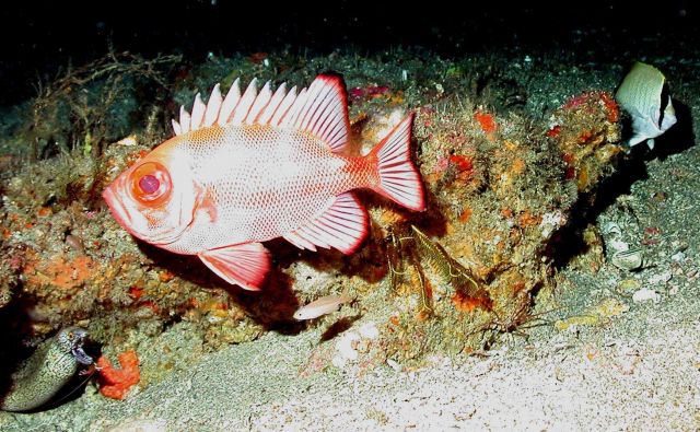 A short bigeye (Pristigenys alta) and a moray eel on the left of the image. Picture