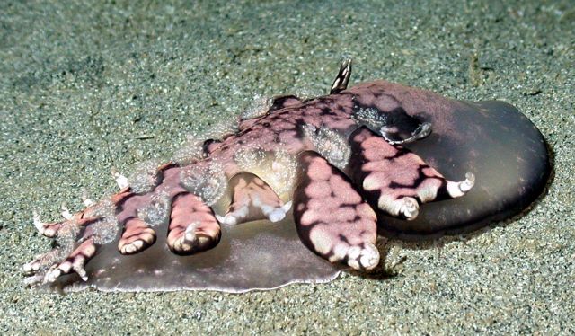 A sea slug or a nudibranch. Picture