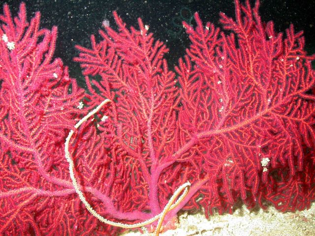 Red soft coral. Picture