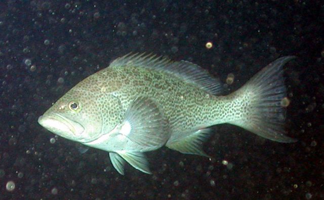 Scamp, Myteroperca phenax. Picture