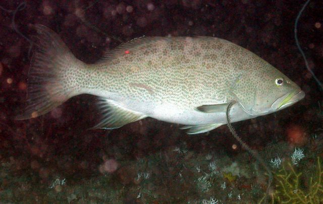 Scamp, Myteroperca phenax. Picture