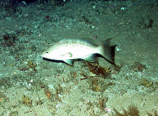 Scamp, Myteroperca phenax. Picture