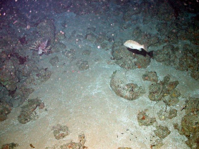 Scamp, Myteroperca phenax, and lionfish, Pterois volitans. Picture