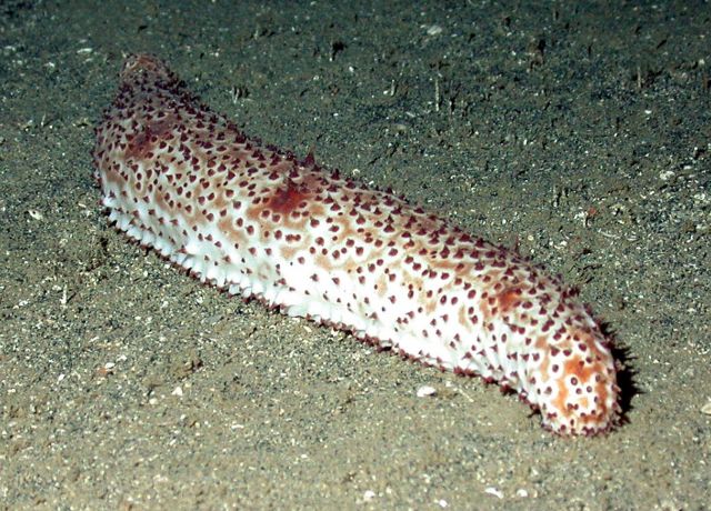 Sea cucumber Picture