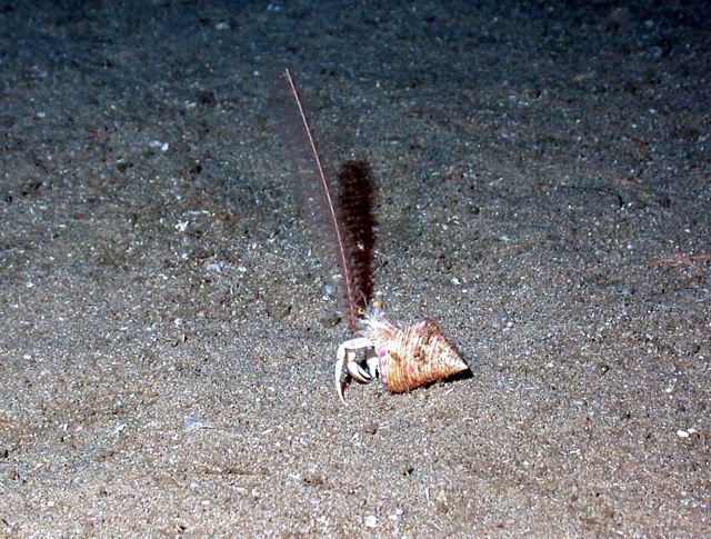 A sea pen and a hermit crab. Picture