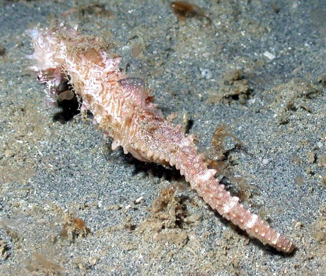 A seahorse Picture