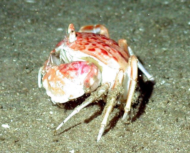 A shameface crab. Picture