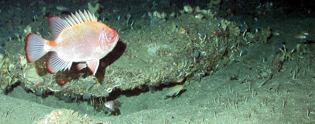 A short bigeye (Pristygenys alta) and anthiids. Picture