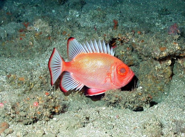 A short bigeye (Pristygenys alta). Picture