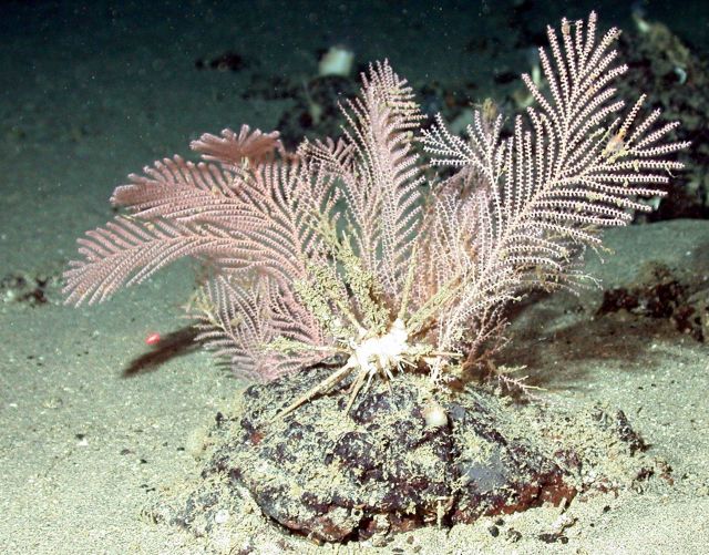 Soft coral and urchin. Picture