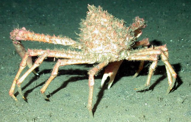 Spider crab. Picture