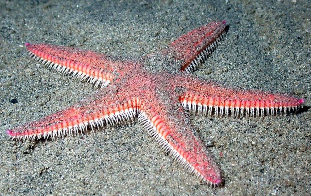 A starfish. Picture